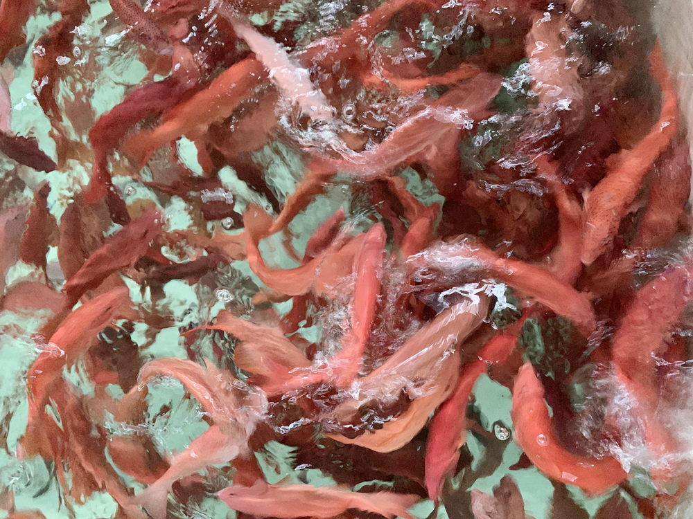 山東日照 - 石斑魚(yú)類 - 海水